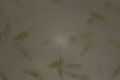 Thumbnail for version as of 11:53, 31 January 2023