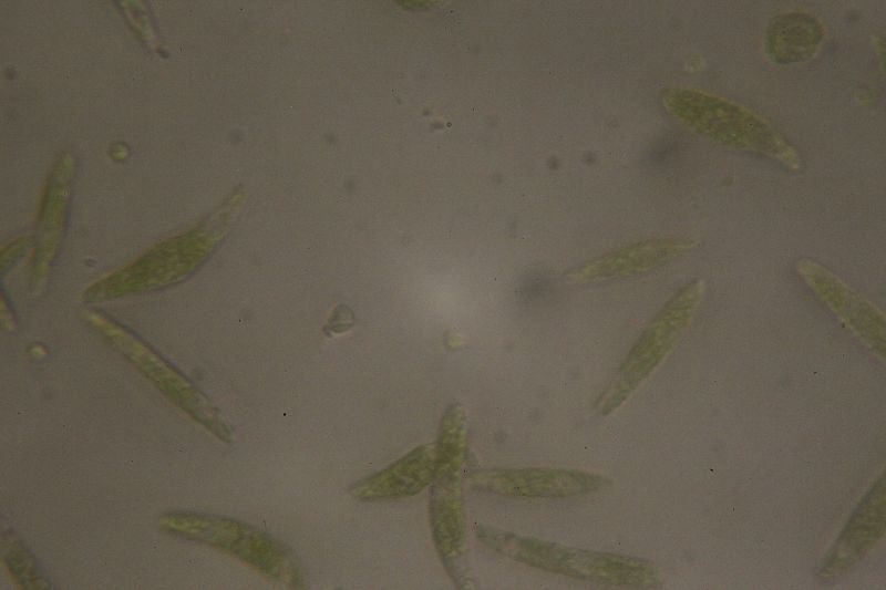 File:Euglena1.jpeg