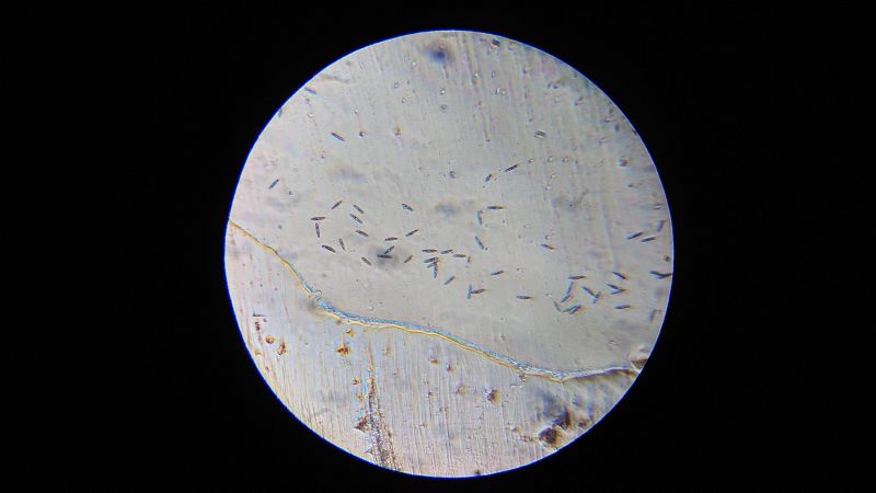 File:Euglena Mic.JPG