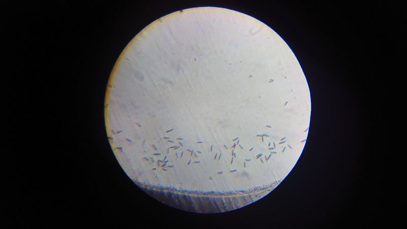File:Euglena border 2.JPG