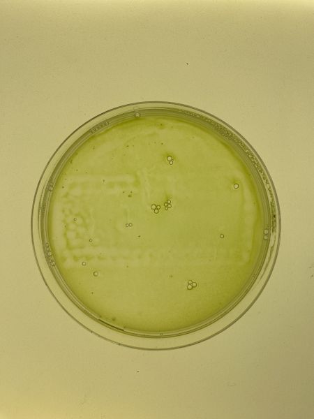 File:Euglena film2.jpeg