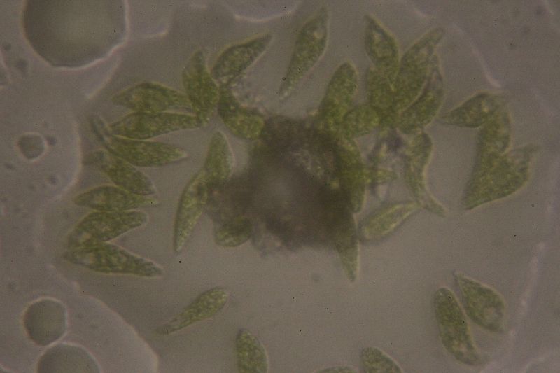 File:Euglena in drop.JPG