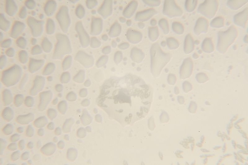 File:Euglena mist drop.JPG