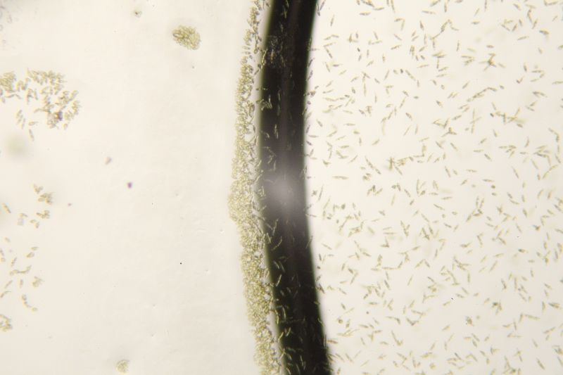 File:Euglena water rim.JPG