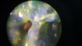 Thumbnail for version as of 11:26, 13 June 2026