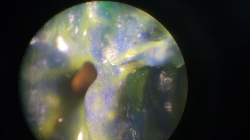 File:Exp 13.06 11.jpg
