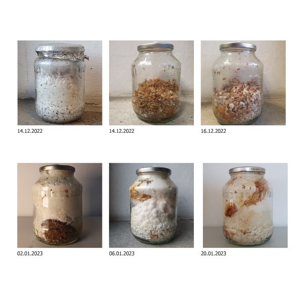 File:Experiment of long-term growth..jpg