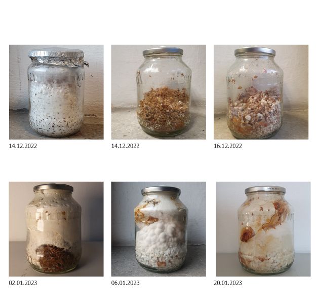 File:Experiment of long-term growth.jpg