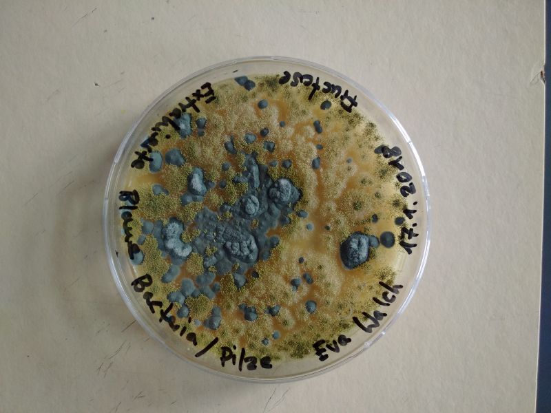 File:ExtractedBacteria2.jpg