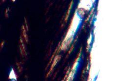 Feather 02.jpg