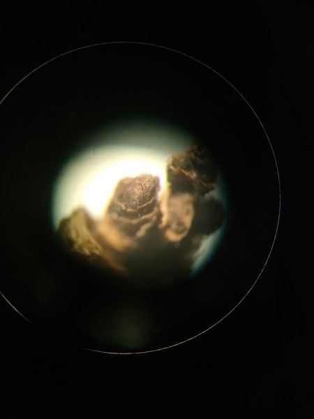 File:Fiore-bianco5-dn.jpg