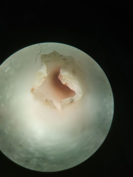 File:Fiore-bianco8-dn.jpg