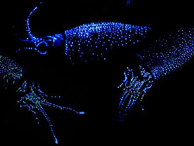 Firefly squid.jpg