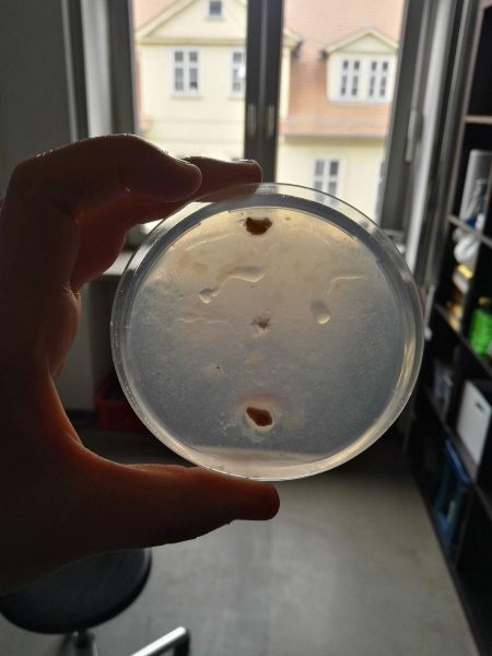 File:First Setting.jpg