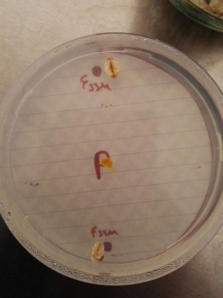 File:First Setting2.jpg