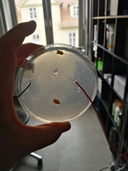 File:First SettingV.jpg