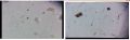 Thumbnail for version as of 23:17, 18 January 2021
