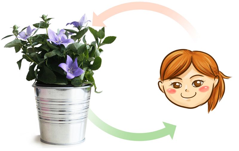 File:Flower vase.jpg