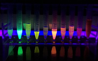 Fluorescence from Fluorescent Proteins.jpg