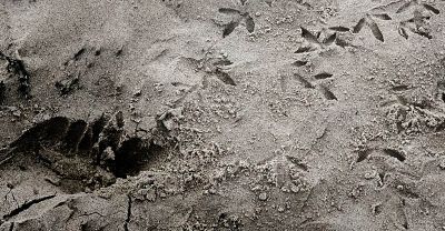 Footprint sh.jpg