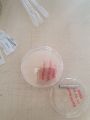 Freshly inoculated Petri dishes.jpg