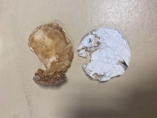 File:Fungiageing.jpg