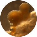Thumbnail for version as of 22:55, 16 February 2017