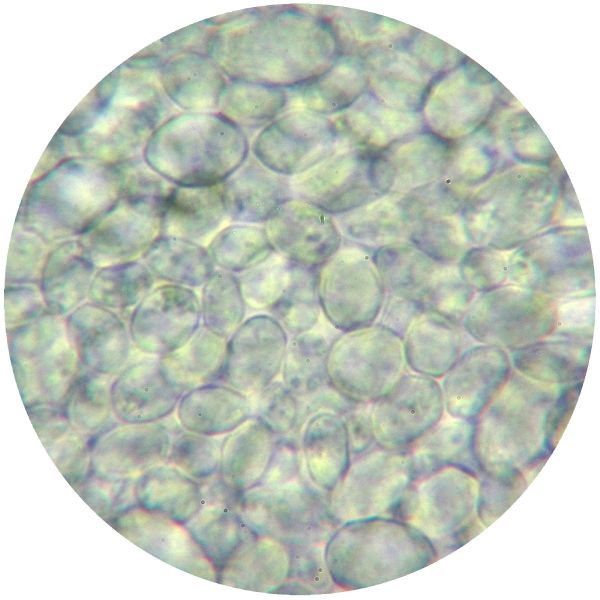 File:GAB 3-j pink dot.jpg