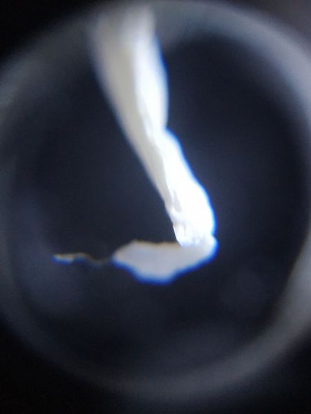 File:Garlic2-dm.jpg