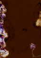 Thumbnail for version as of 17:07, 11 November 2020