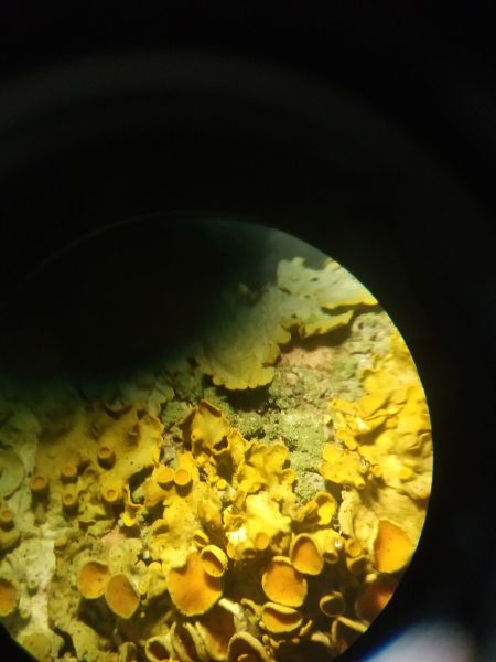 File:Giallo-1-dn.jpg