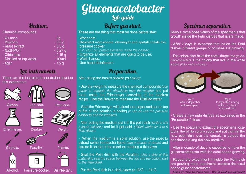 File:Gluconacetobacter guide.jpg