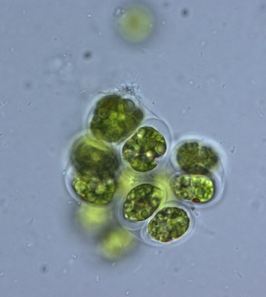 File:Grunalge-chlamydomonas.jpg