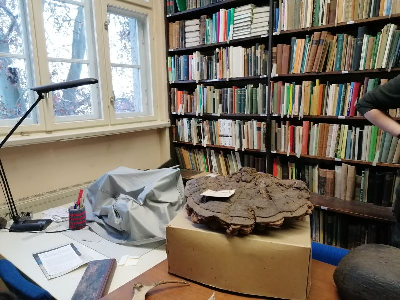 File:Herbarium13.jpg