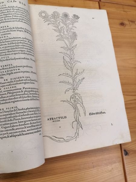 File:Herbarium8.jpg