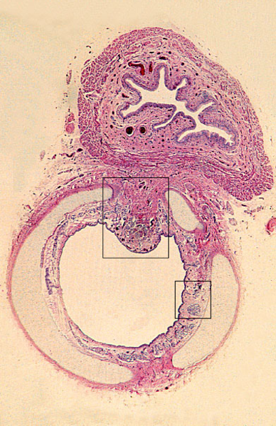File:Histology-db-sample.png