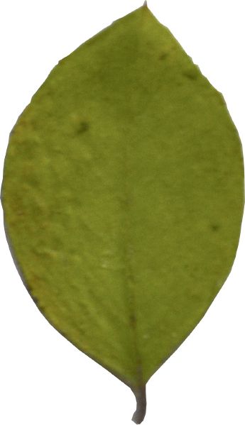 File:Hojita1.jpg