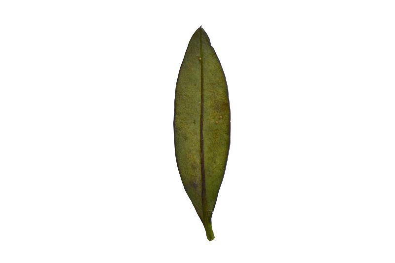 File:Hojitas10.jpg