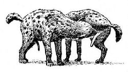 (Abb. 1: Hyänen riechen aneinander)