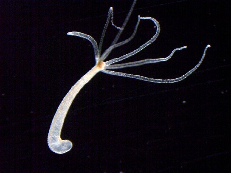 File:Hydra.jpeg