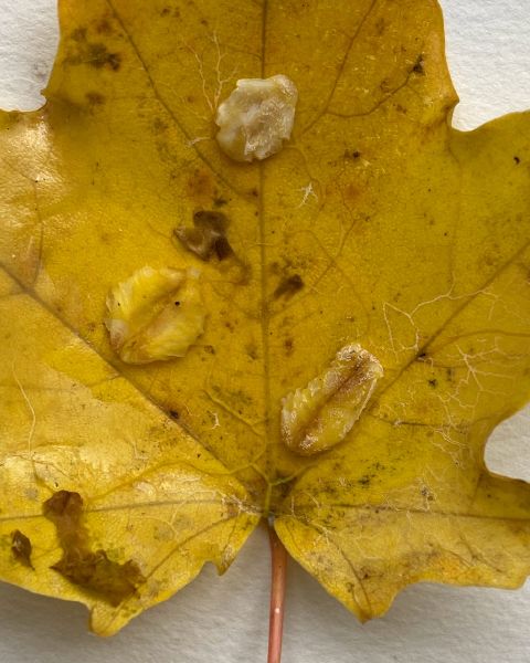 File:KakaoTalk 20211216 125055303.jpg