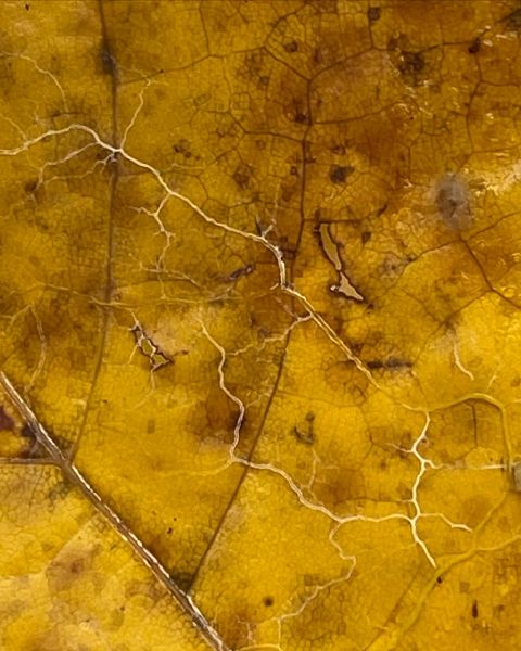 File:KakaoTalk 20211216 125055303 01.jpg