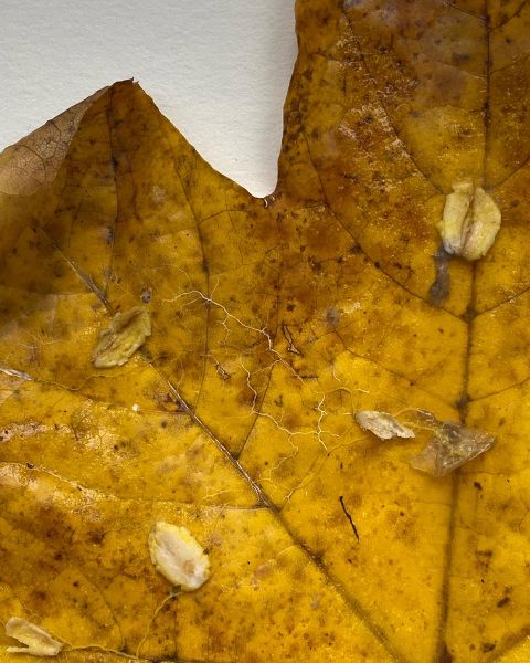 File:KakaoTalk 20211216 125055303 02.jpg