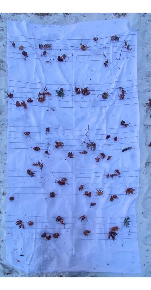 File:KakaoTalk 20220203 152821967.jpg