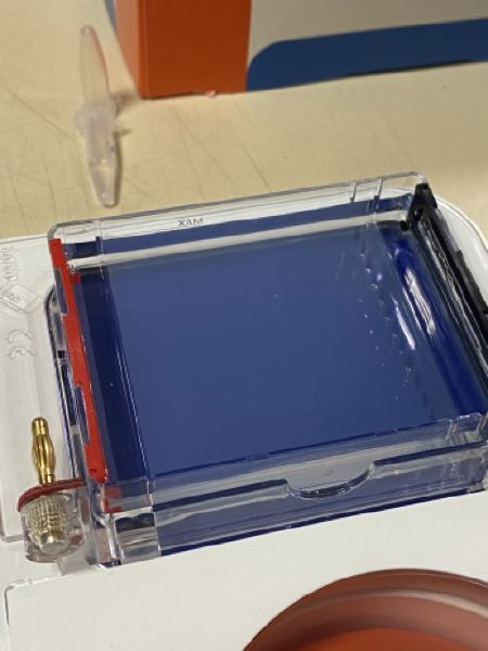 File:Kaki gelElectrophoresis 11.jpeg