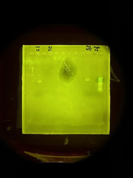 File:Kaki gelElectrophoresis 13.jpeg