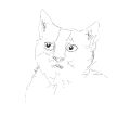 aufmerksame Katze/Illustration