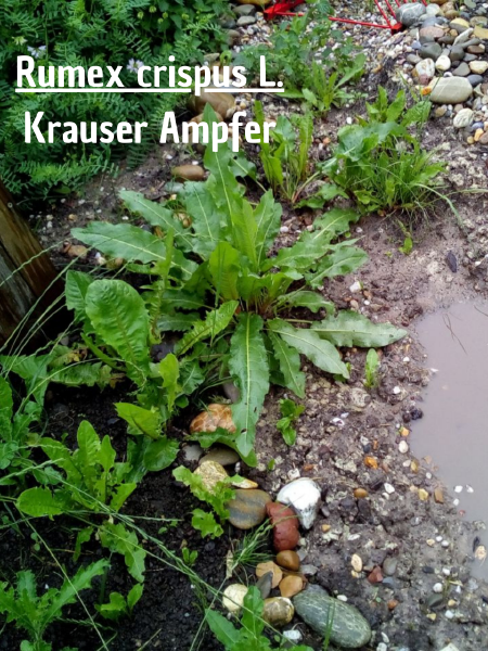 File:Krauser Ampfer.png