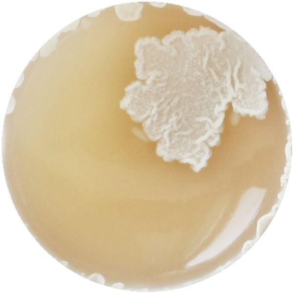 File:LACTOBACILLUS 1-b.jpg