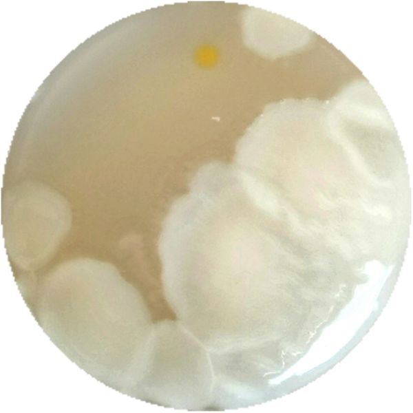 File:LACTOCOCCUS 1-c.jpg